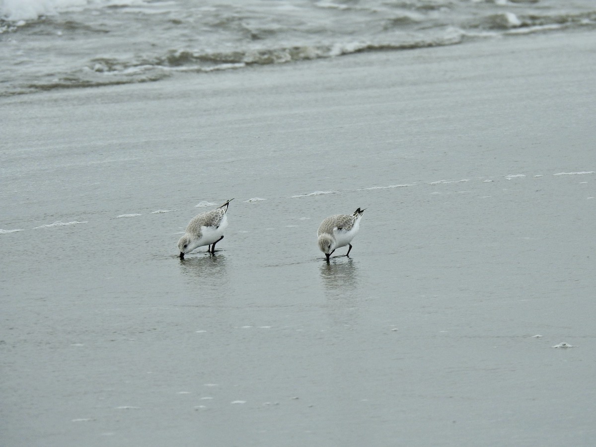 Sanderling - ML646565124