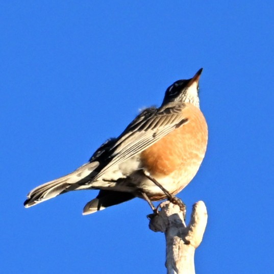 American Robin - ML646565125