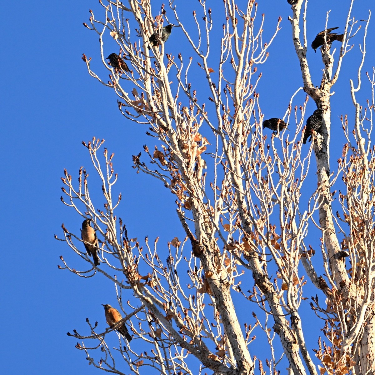 American Robin - ML646565126