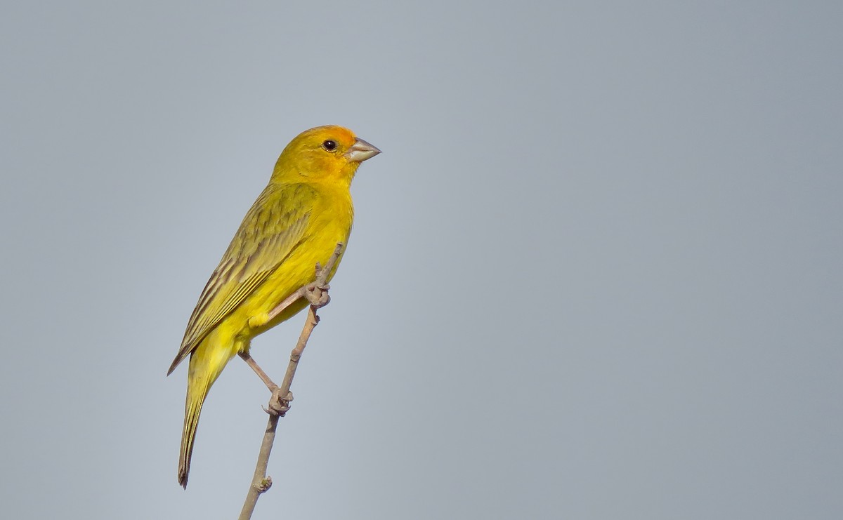 Saffron Finch - ML646565128