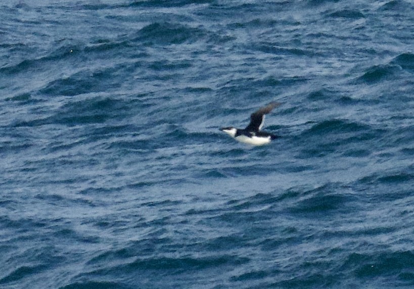 Razorbill - ML646565132