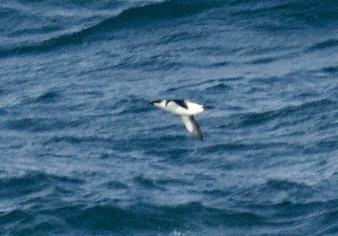 Razorbill - ML646565133