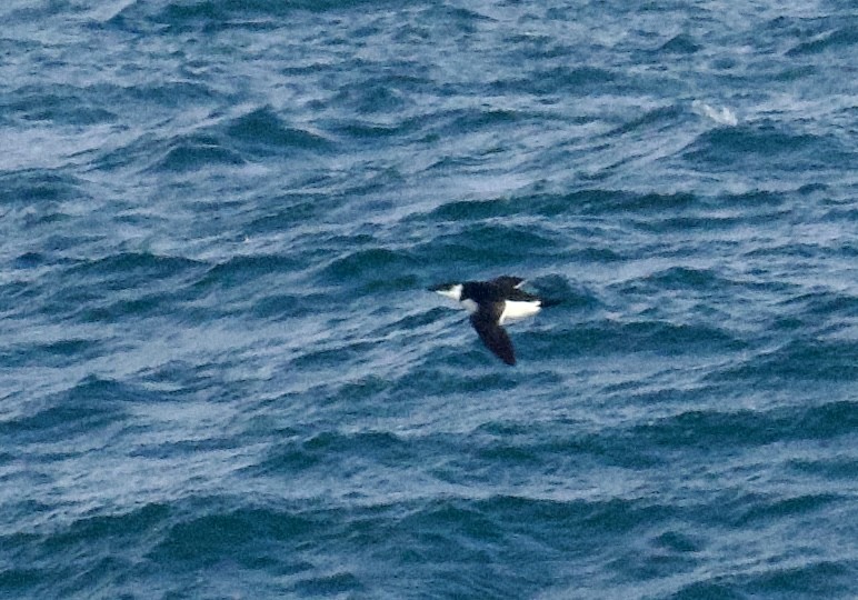 Razorbill - ML646565134