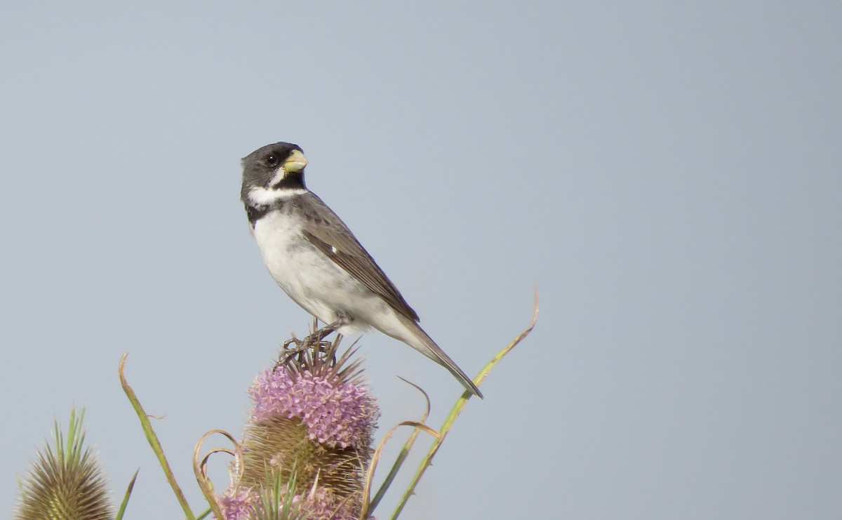 Double-collared Seedeater - ML646565137