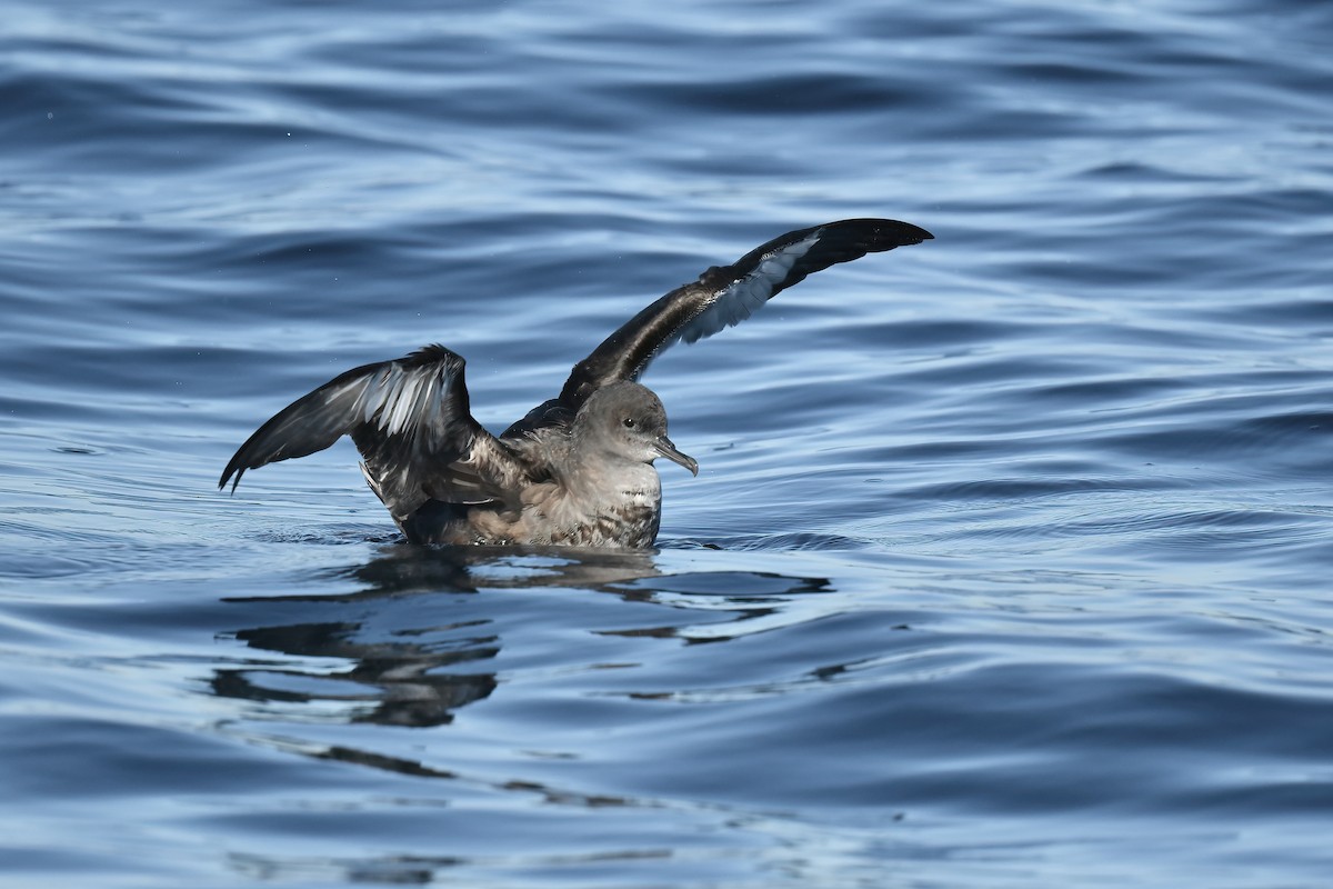 Sooty Shearwater - ML646565138