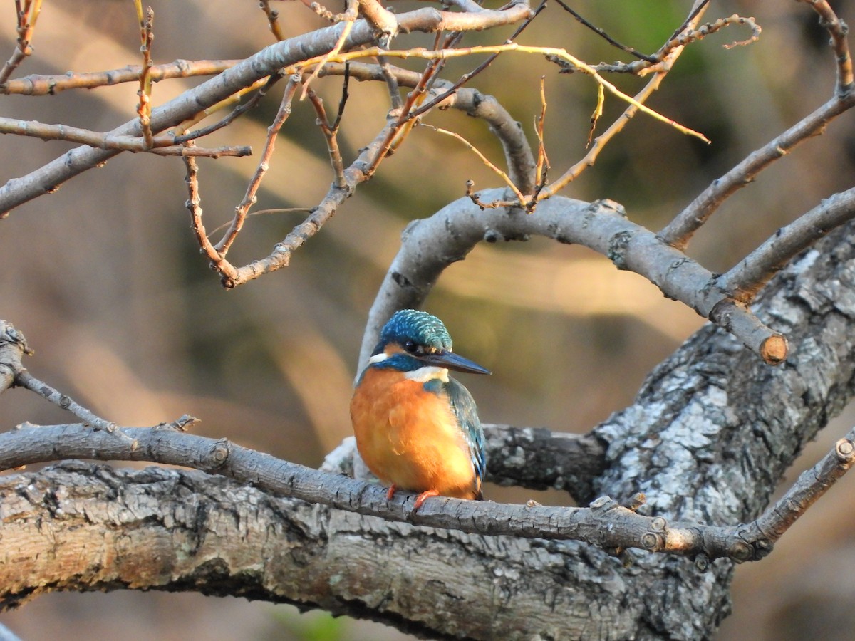 Martin arrantzalea - ML646565140