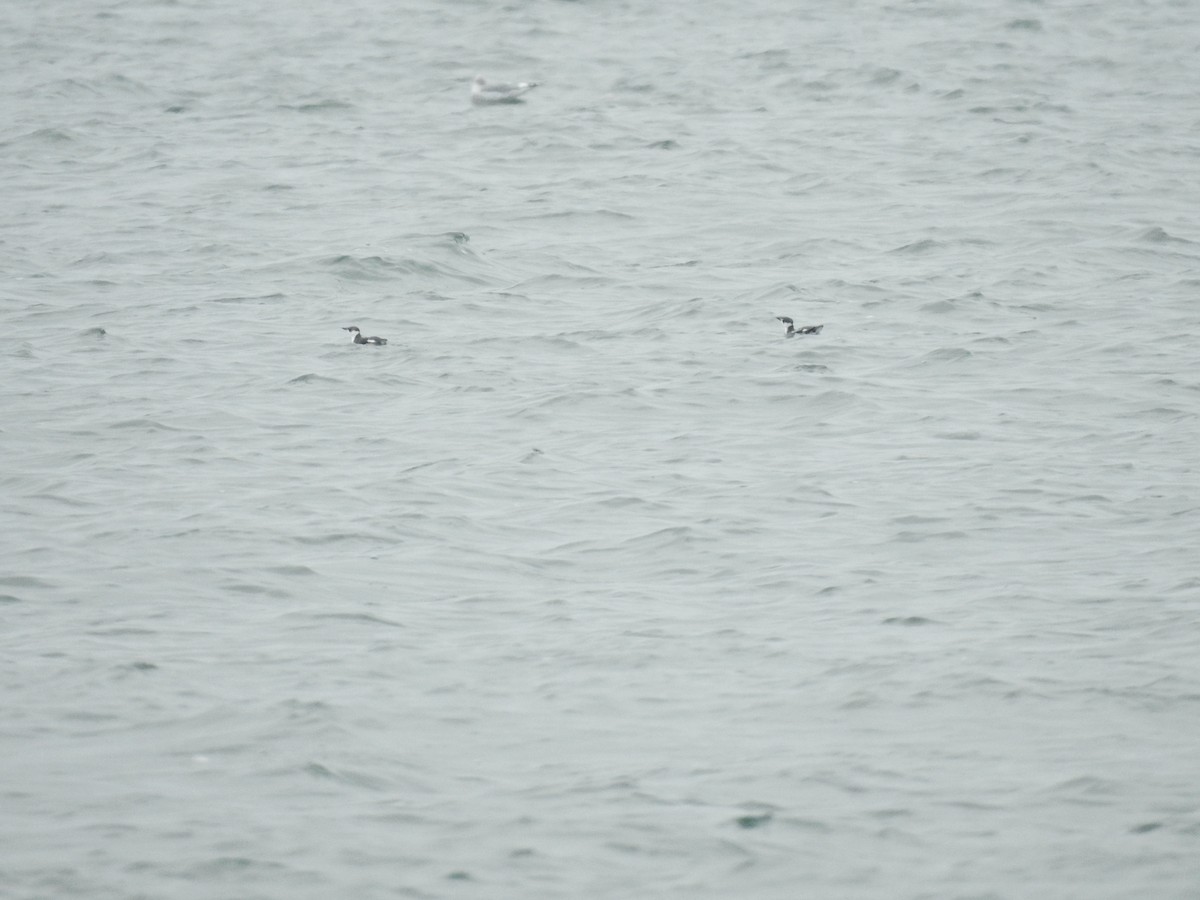 Marbled Murrelet - ML646565142