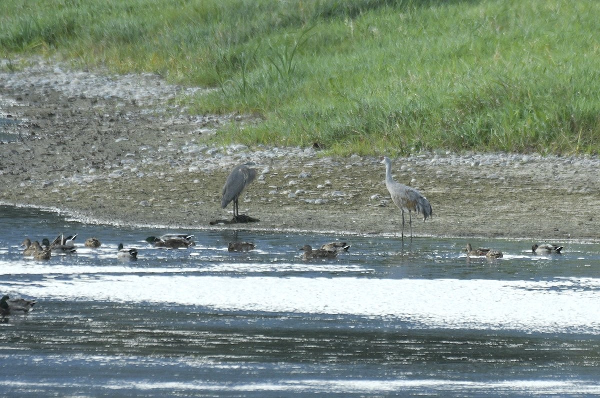 Sandhill Crane - ML646565144