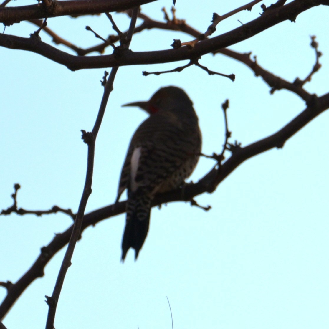 gullspett - ML646565145