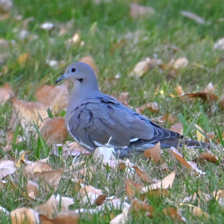 hvitvingedue - ML646565154