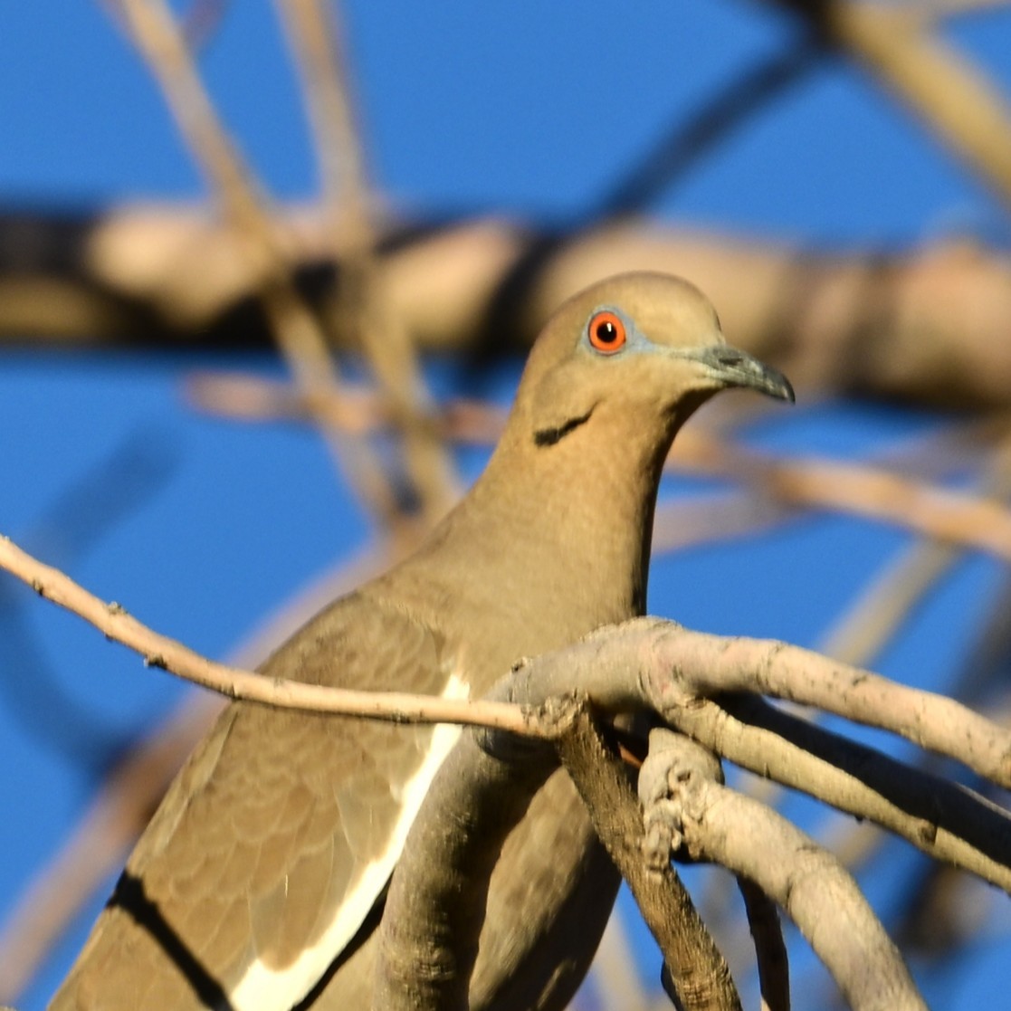 hvitvingedue - ML646565155