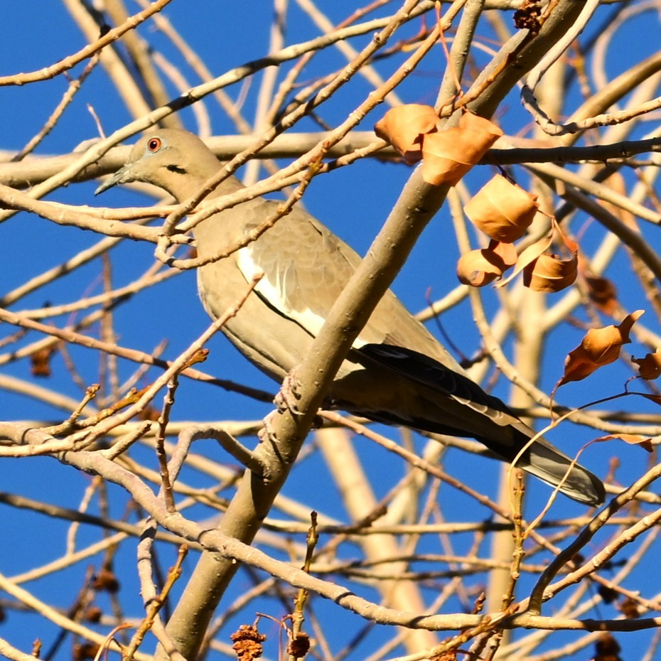 hvitvingedue - ML646565156