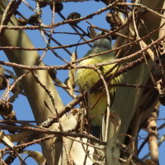 Cassin's Kingbird - ML646565157