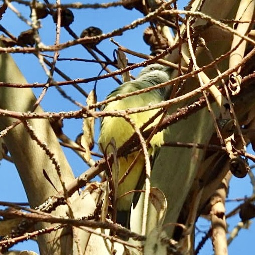 Cassin's Kingbird - ML646565158