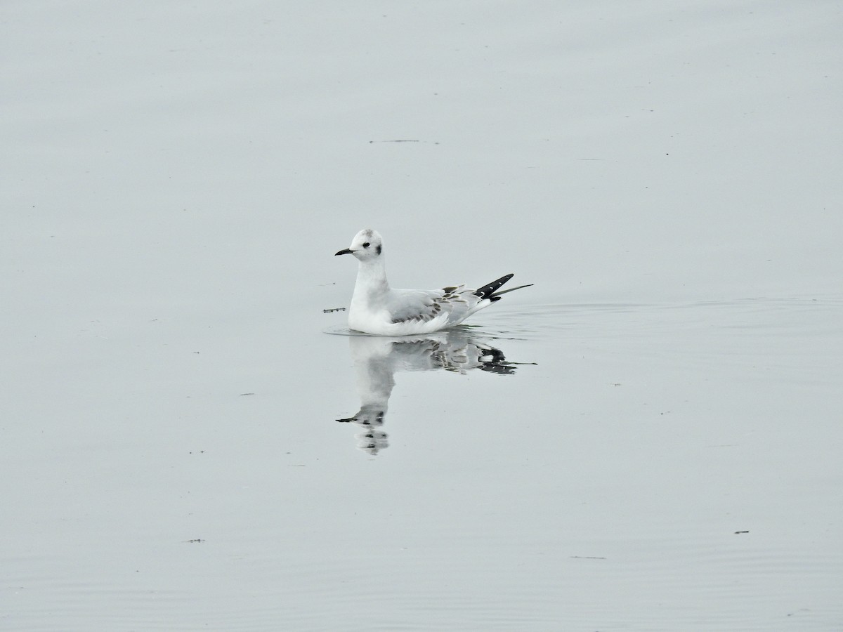 Bonaparte's Gull - ML646565159
