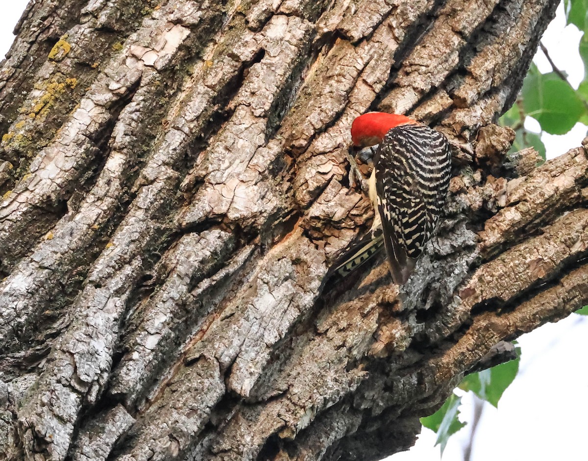 Гіла каролінська - ML646565160