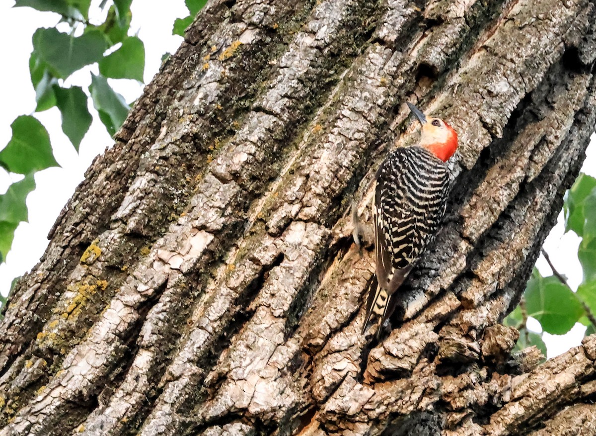 Гіла каролінська - ML646565161