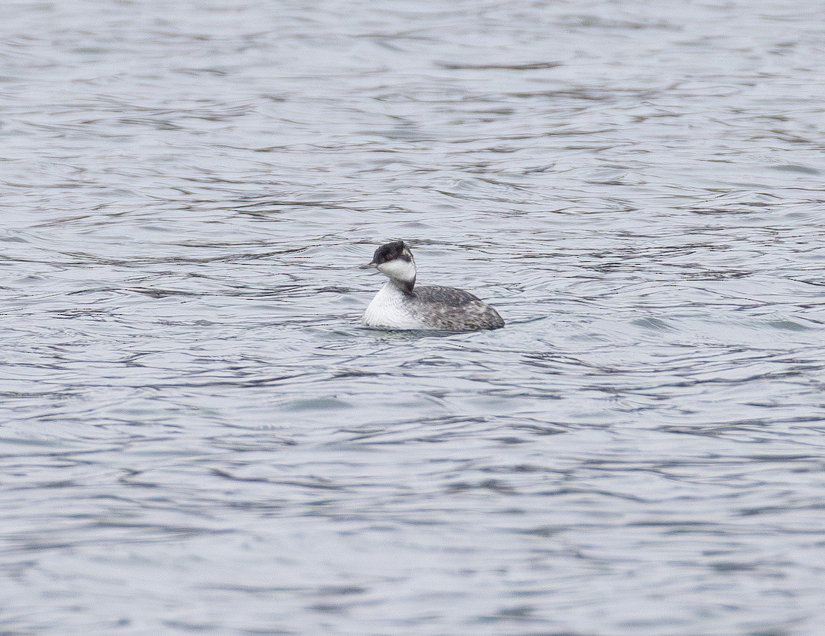 horndykker - ML646565170