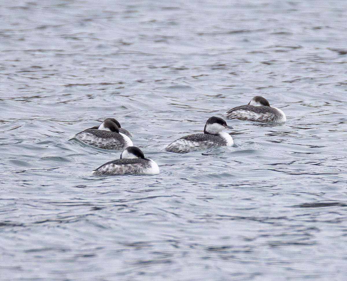 horndykker - ML646565172