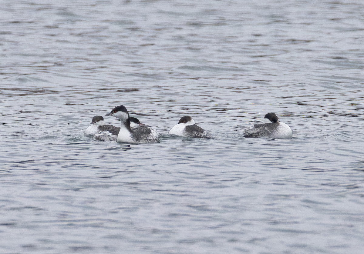 horndykker - ML646565173