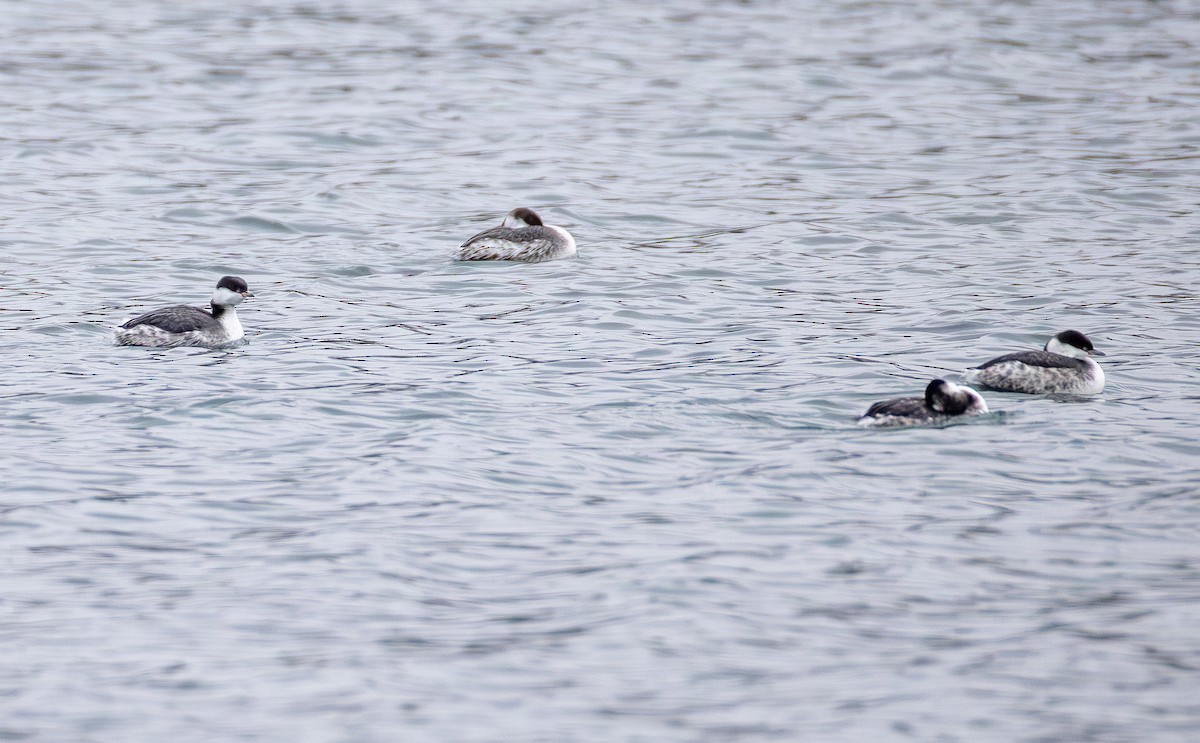 horndykker - ML646565174