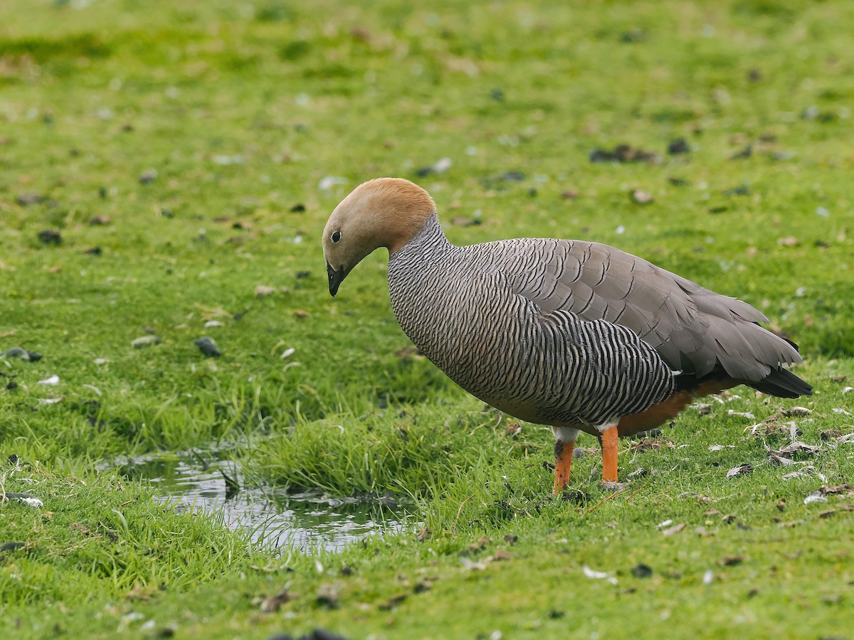 Rotkopfgans - ML646565175