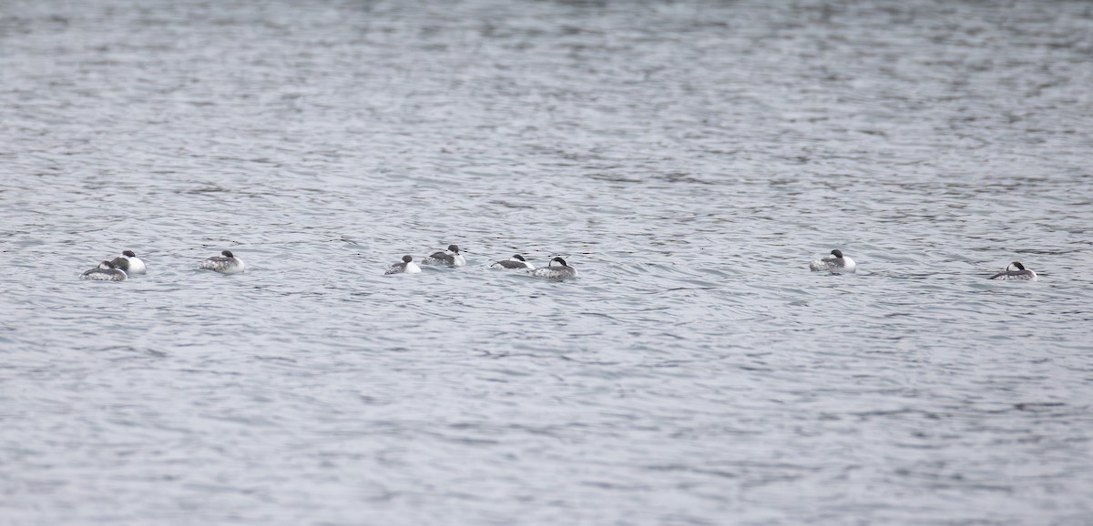 horndykker - ML646565176