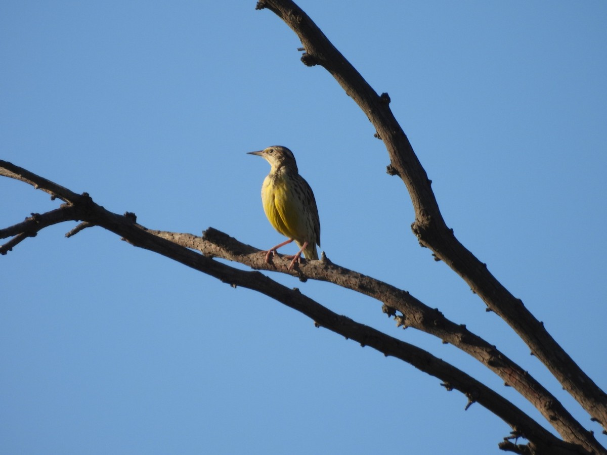 Western Meadowlark - ML646565178