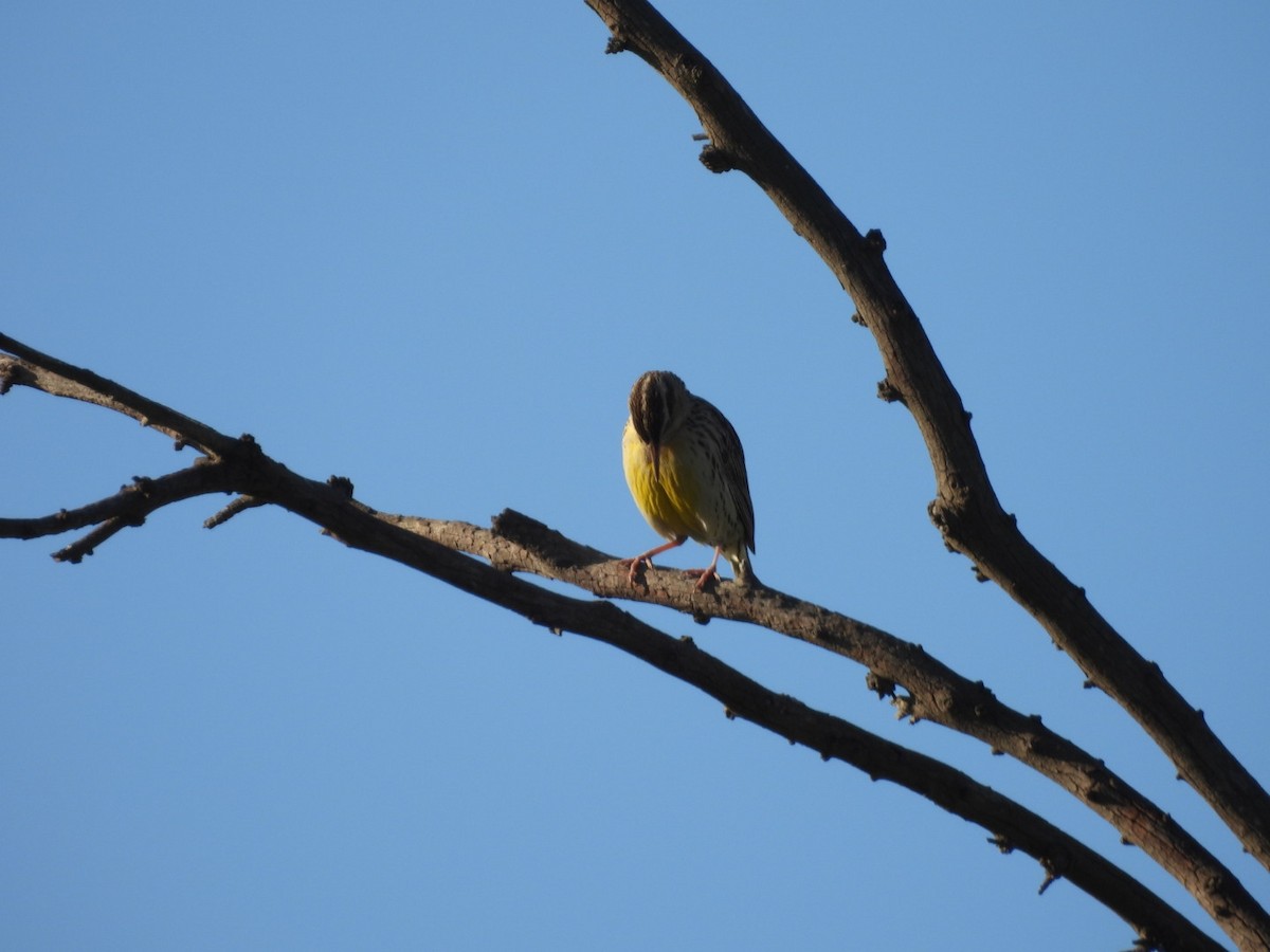 Western Meadowlark - ML646565179
