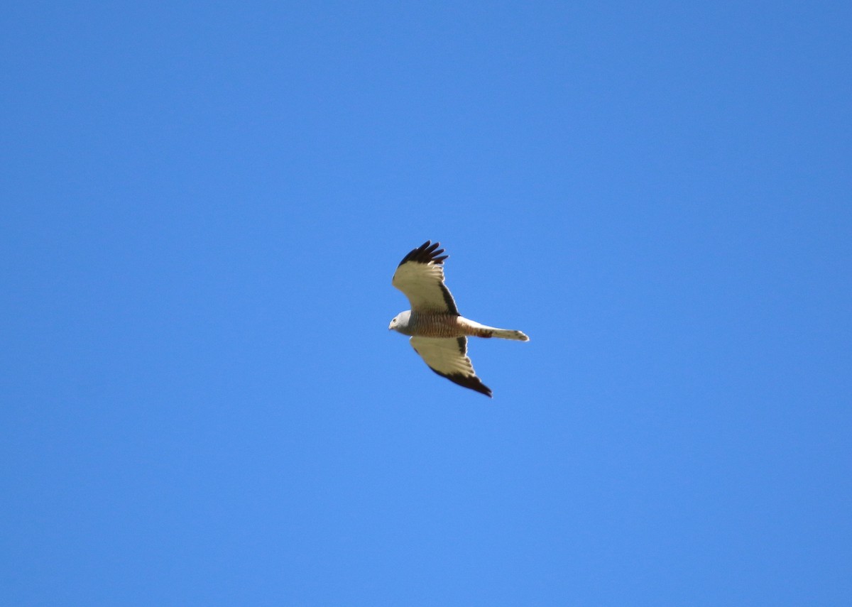 Cinereous Harrier - ML646565181