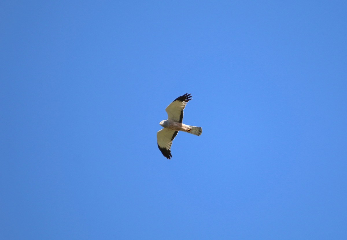 Cinereous Harrier - ML646565182
