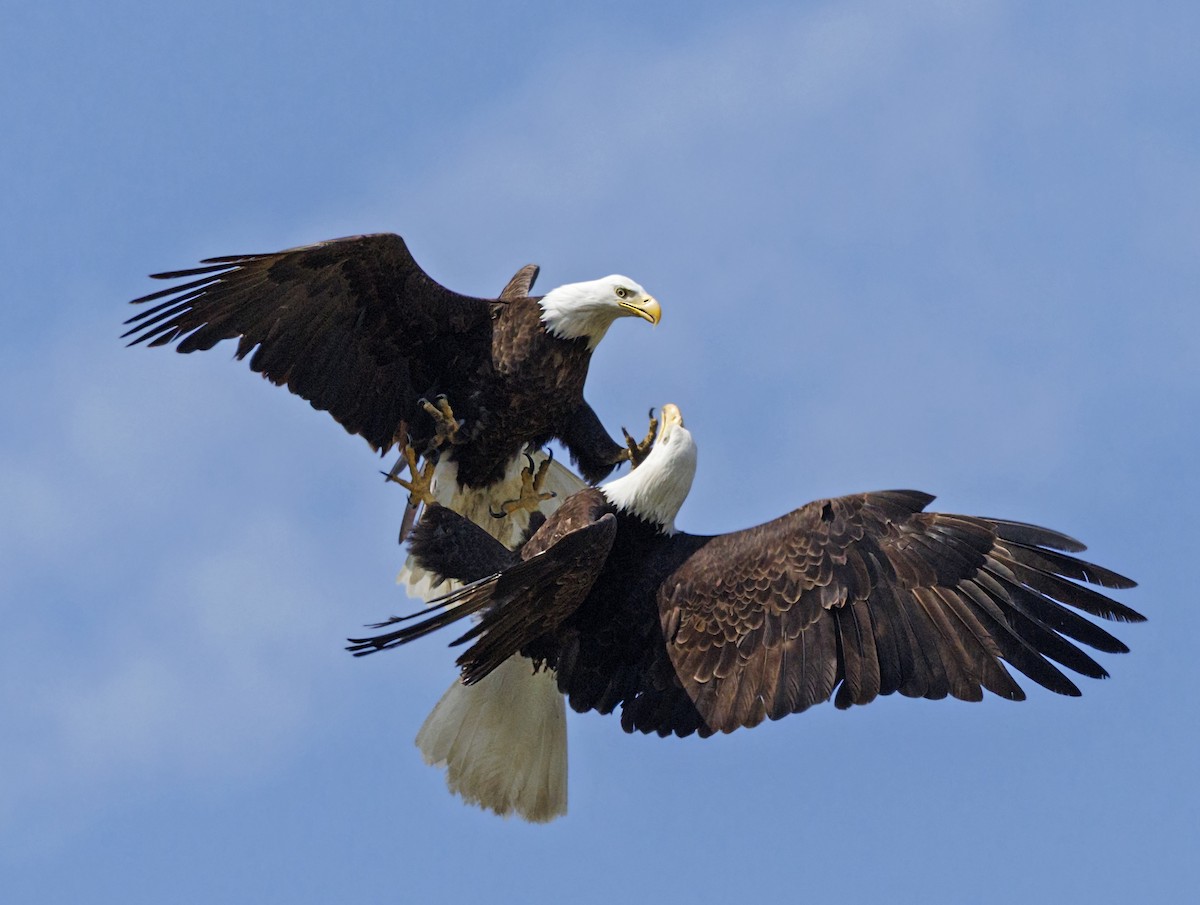 Pigargo Americano - ML646565186