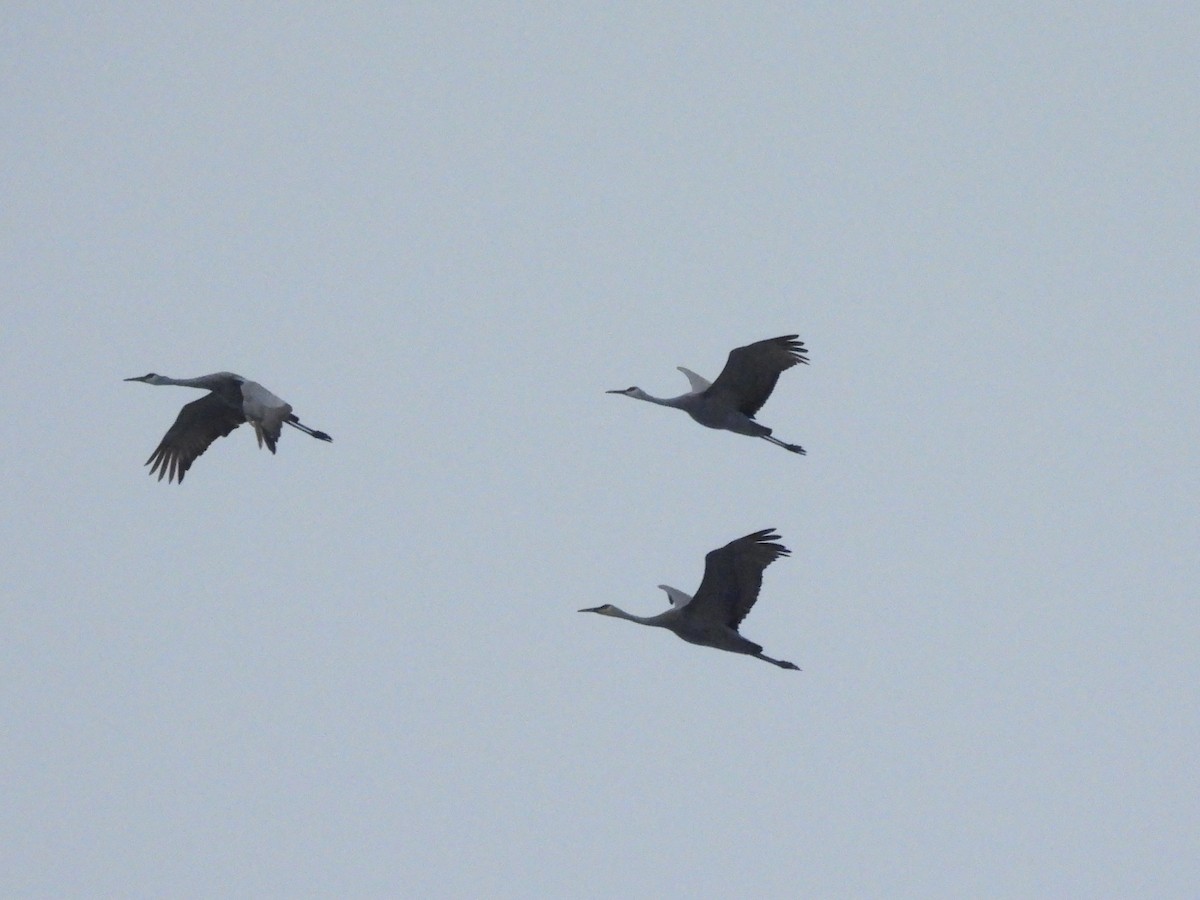 Grulla Canadiense - ML646565192