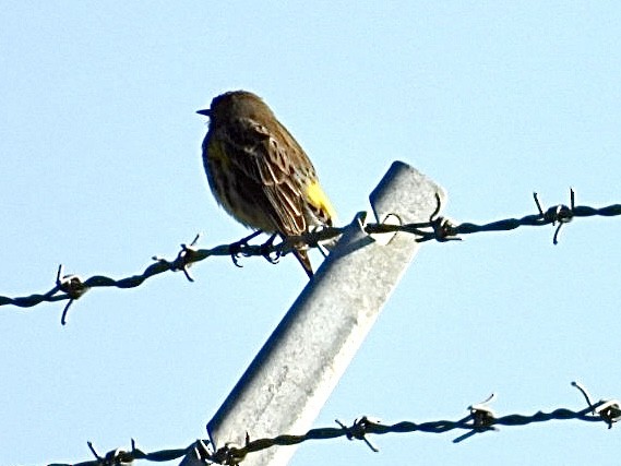 Yellow-rumped Warbler - ML646565196
