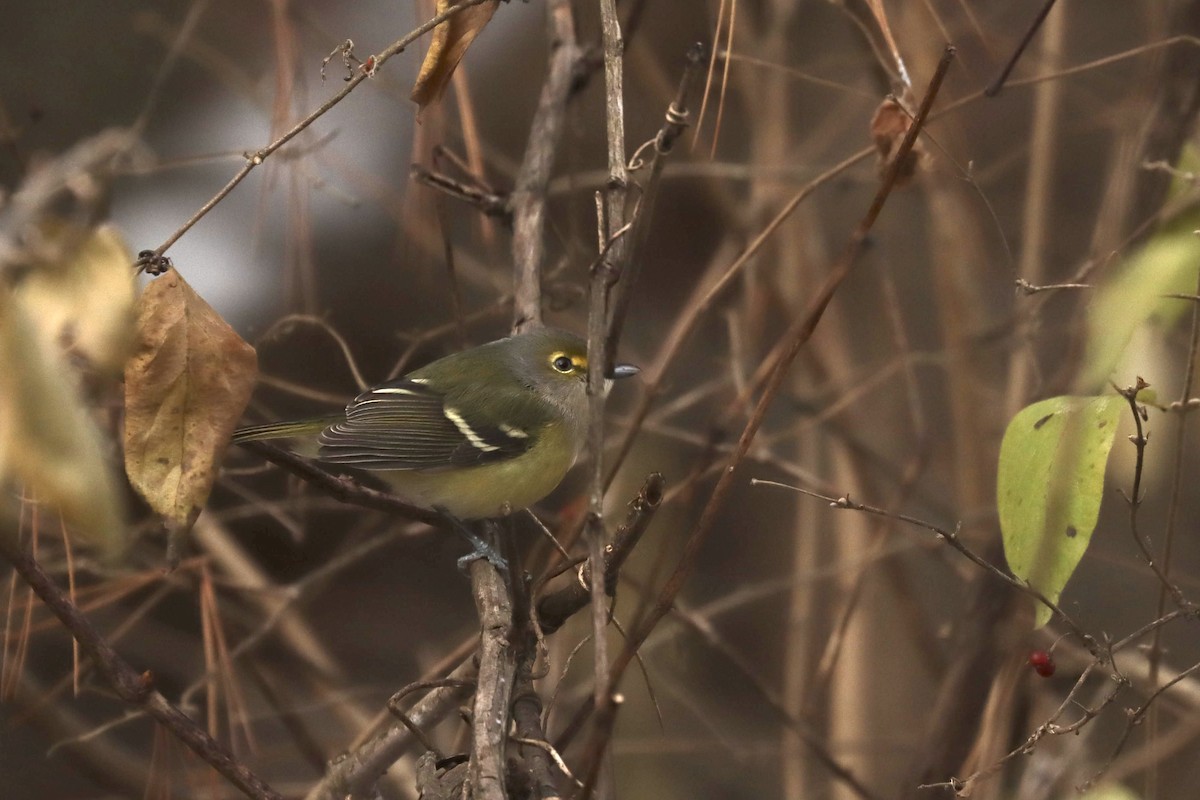 White-eyed Vireo - ML646565198