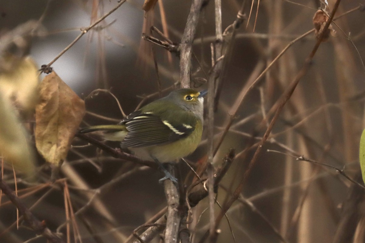 White-eyed Vireo - ML646565199