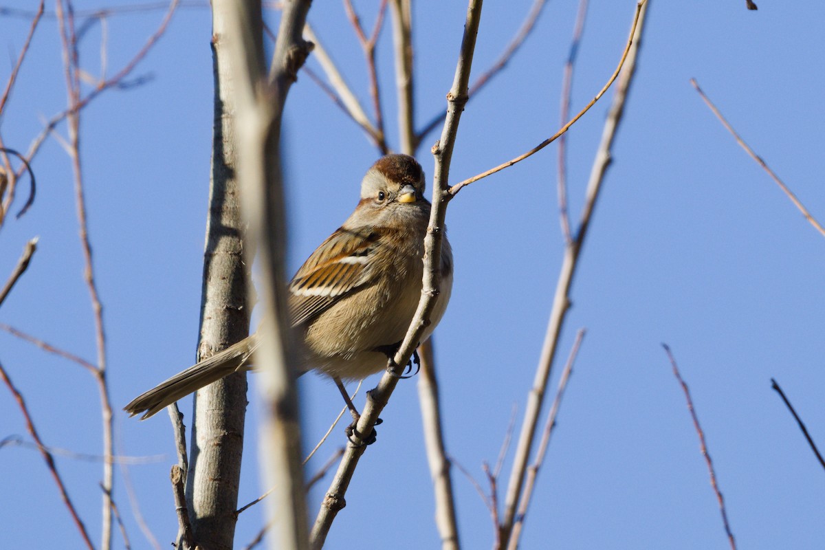 American Tree Sparrow - ML646565200