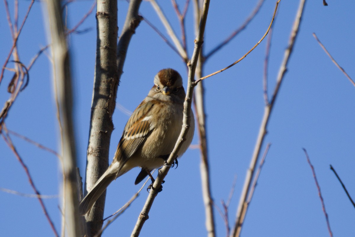 American Tree Sparrow - ML646565201