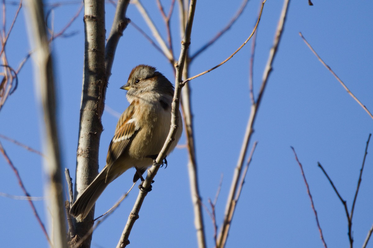American Tree Sparrow - ML646565202