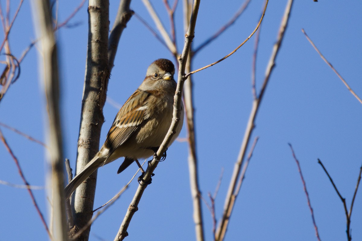 American Tree Sparrow - ML646565203