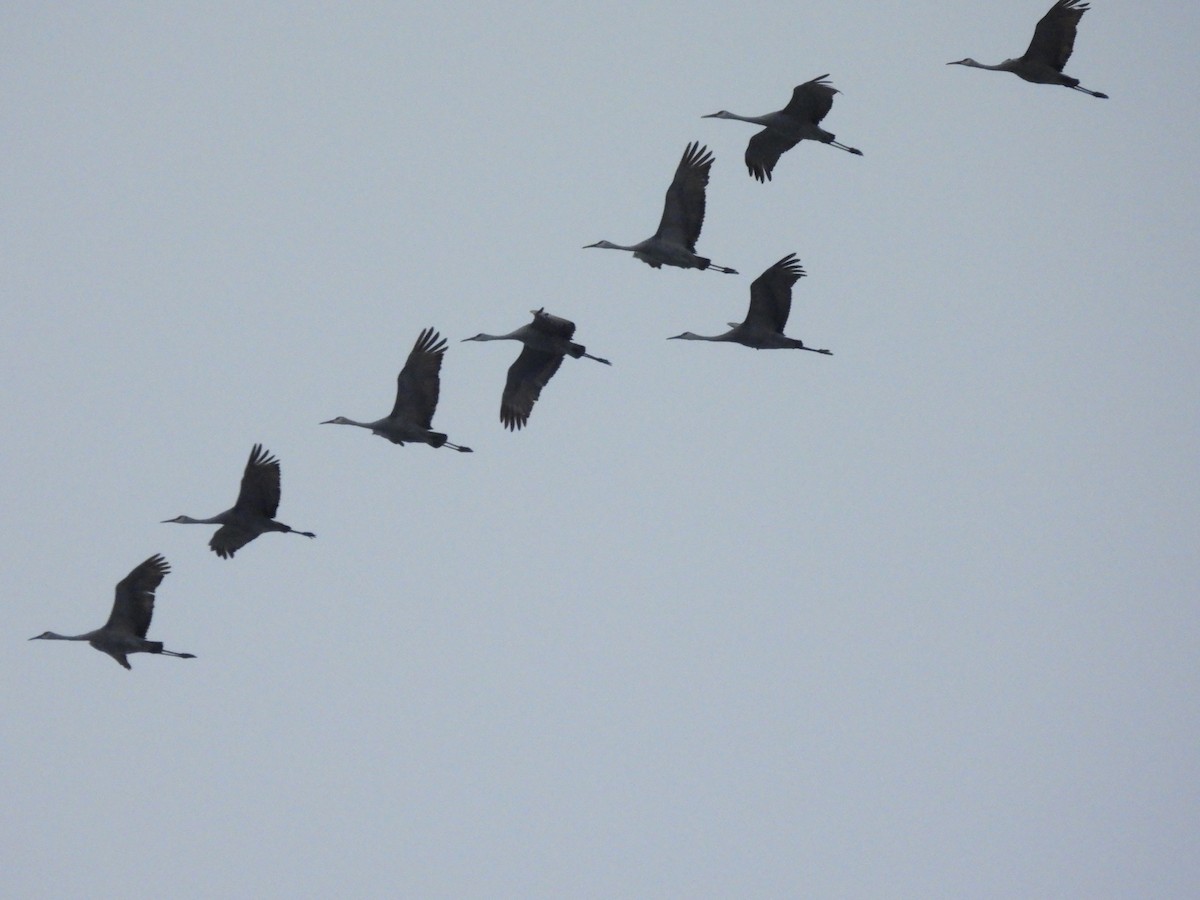 Grulla Canadiense - ML646565209