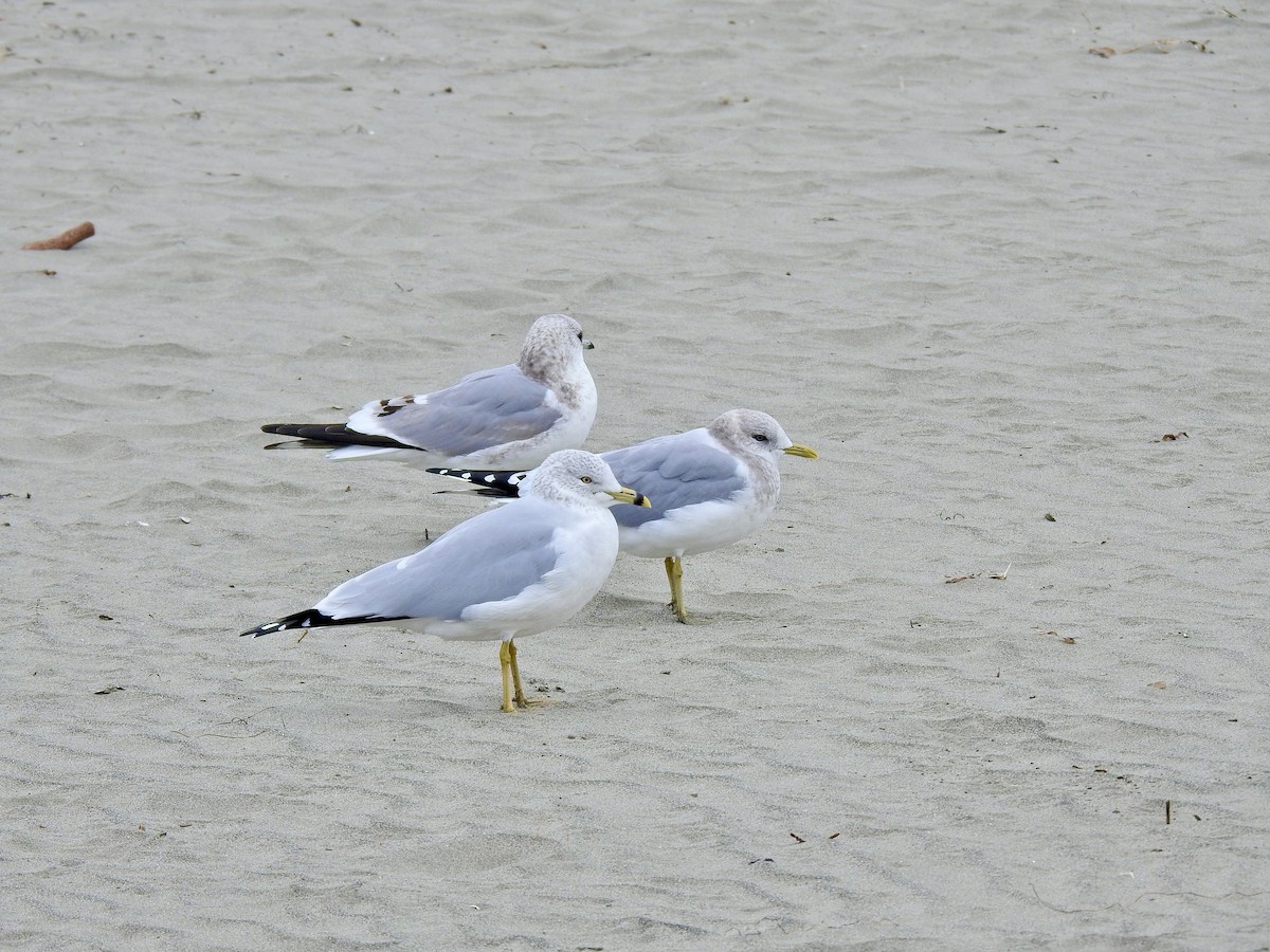 Ring-billed Gull - ML646565210
