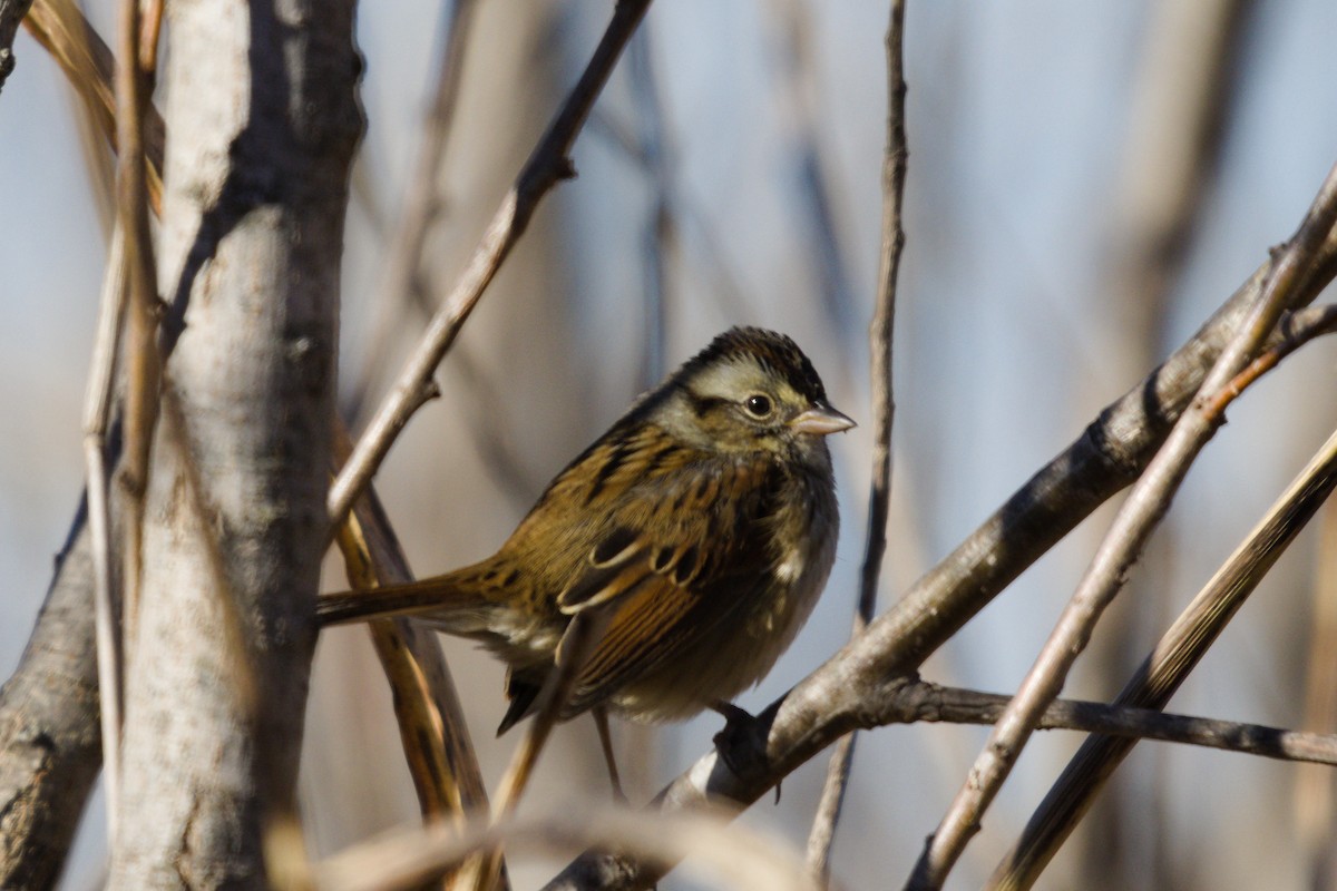Swamp Sparrow - ML646565211