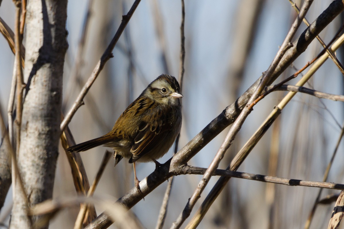 Swamp Sparrow - ML646565212