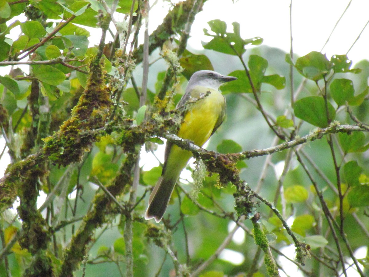 Tropical Kingbird - ML646565215