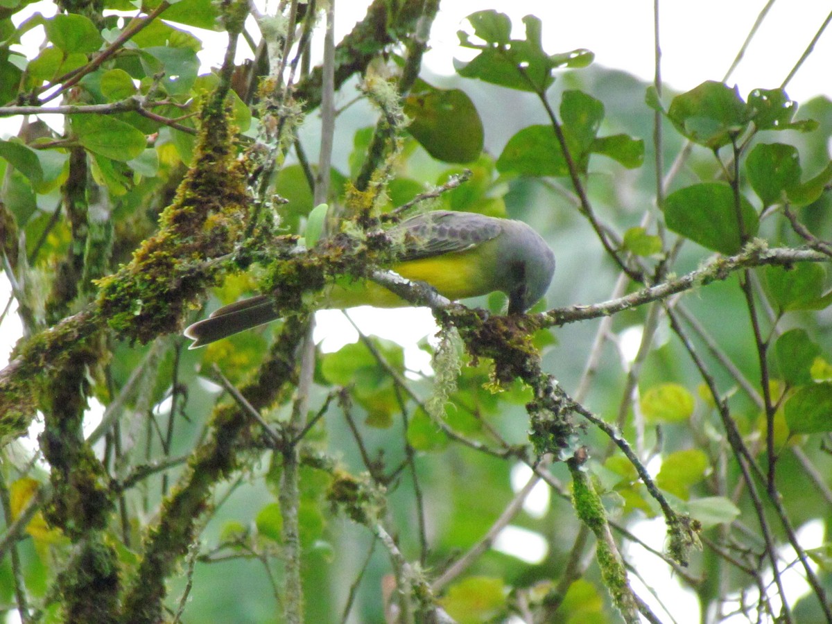 Tropical Kingbird - ML646565217