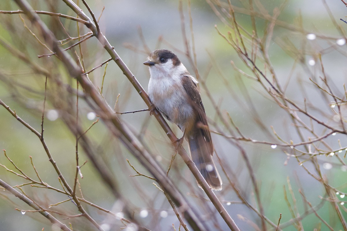 Canada Jay - ML646565228