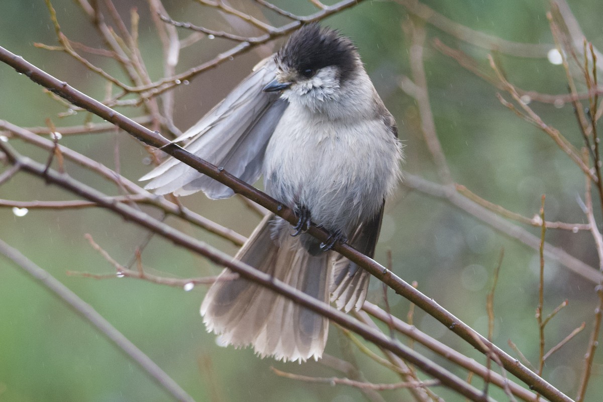 Canada Jay - ML646565229