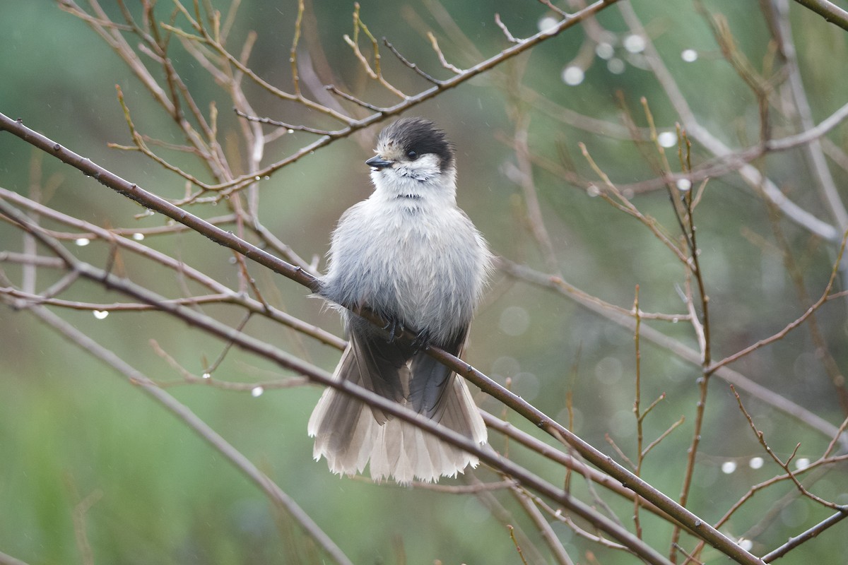 Canada Jay - ML646565231