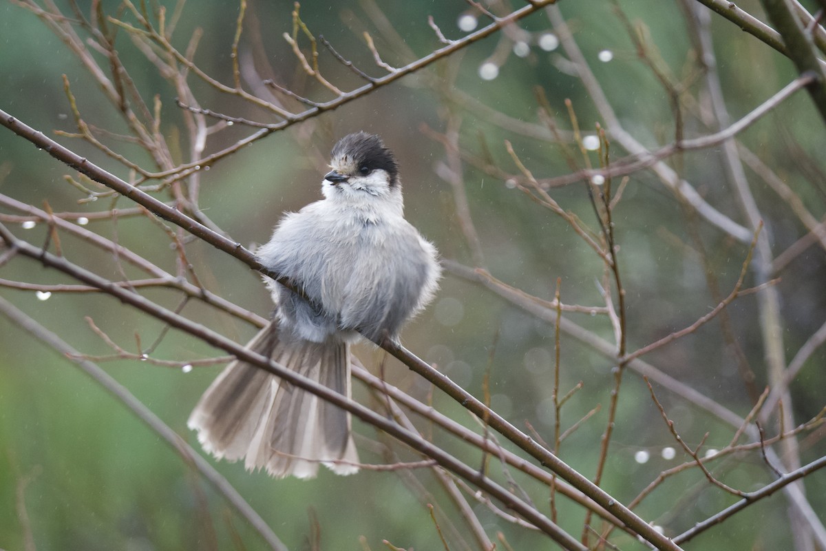 Canada Jay - ML646565232